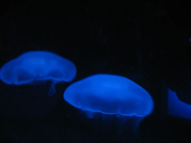 two blue jellyfish glowing in the dark water