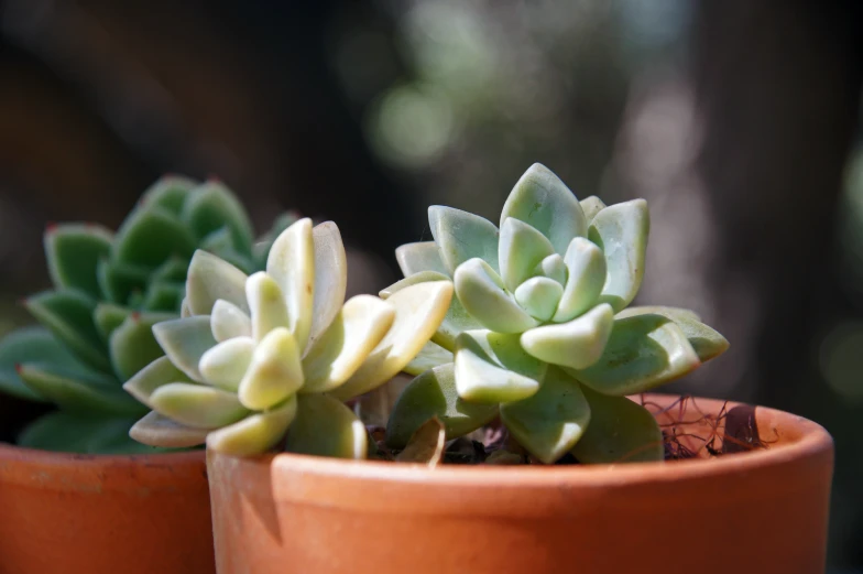 two plants that are on a table near one another