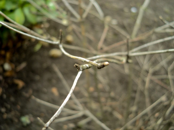 the thin tree nches are ready to be chopped