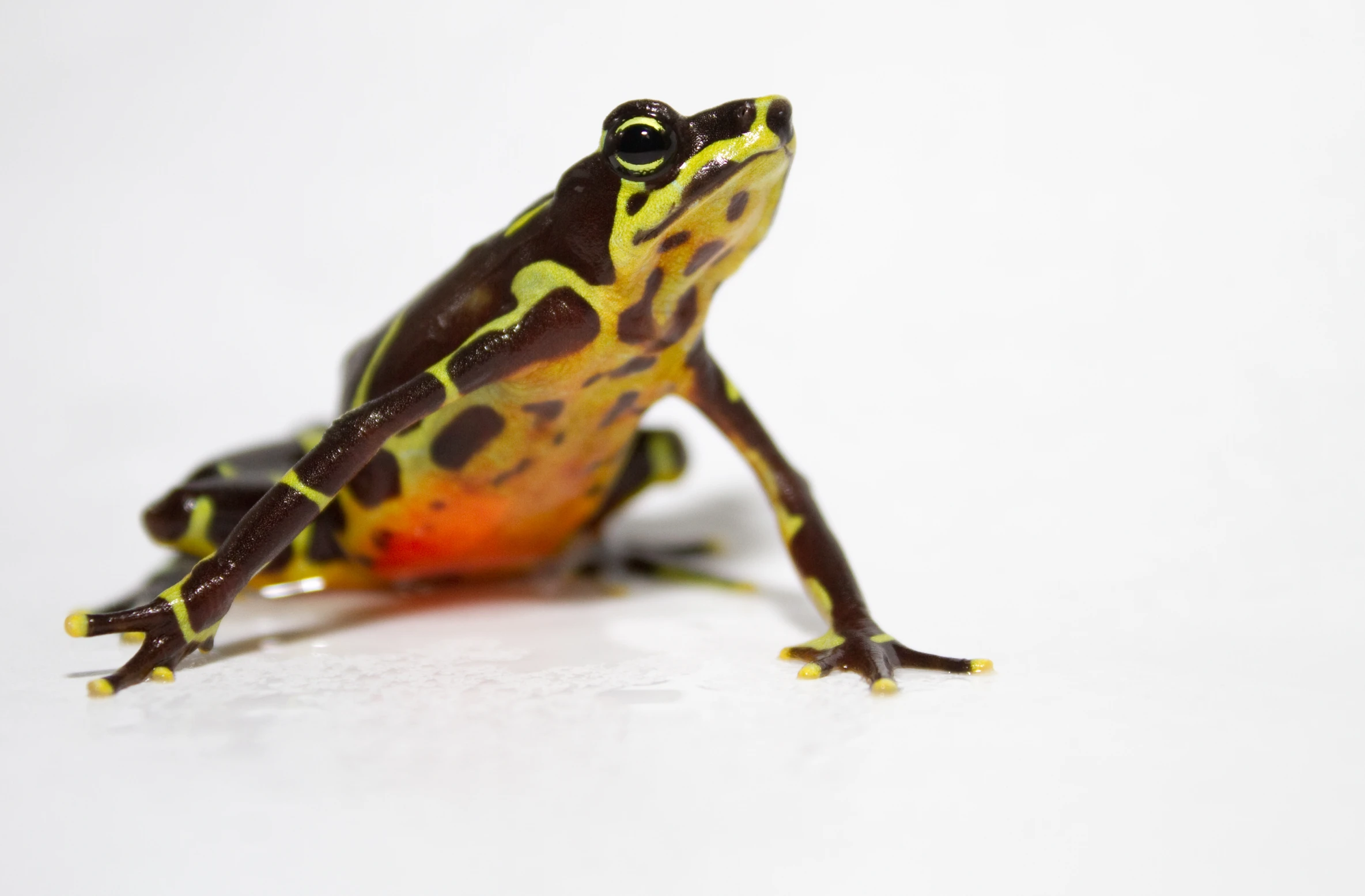 there is a yellow and brown frog on the white background