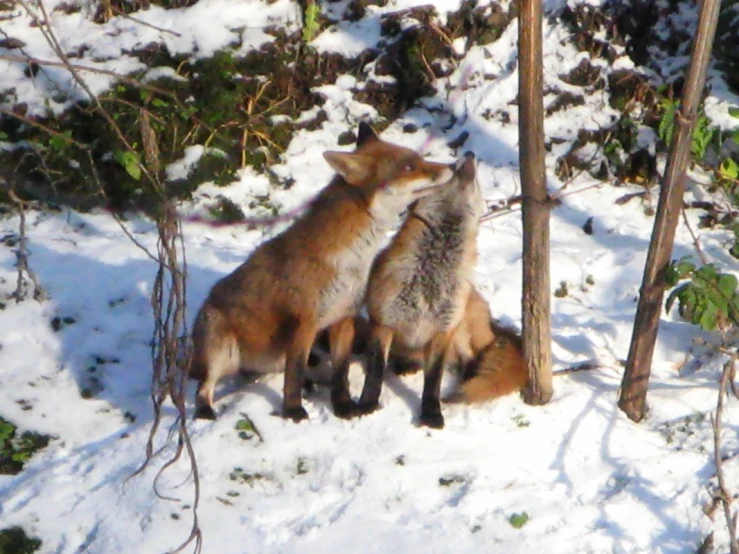 two foxes cuddle together in the snow by some trees