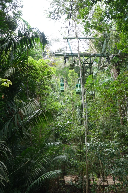 the gondola in the middle of a thick tropical forest