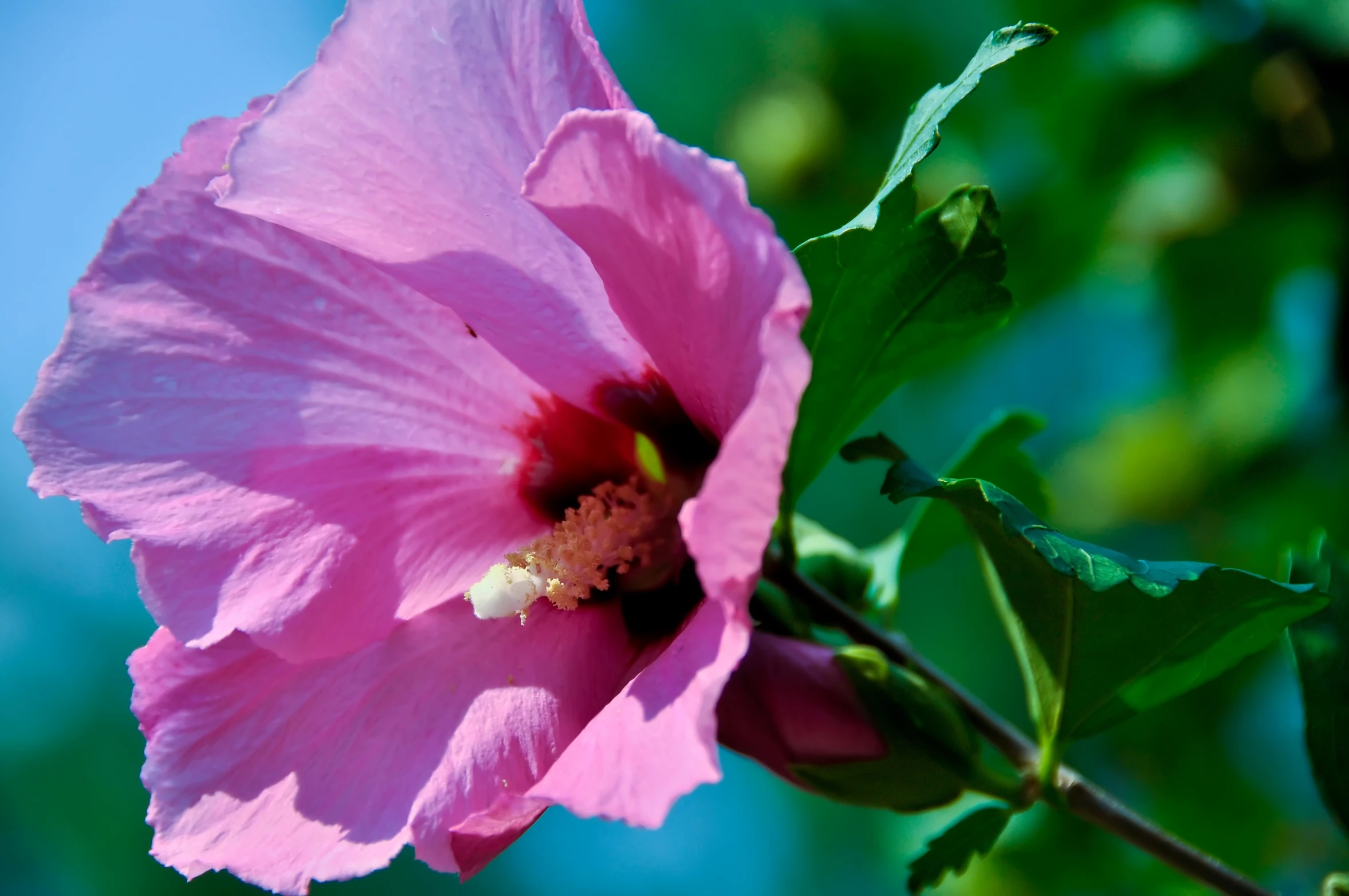 a pink flower blooming on a tree