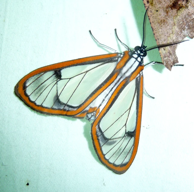 a close up view of a erfly on a leaf