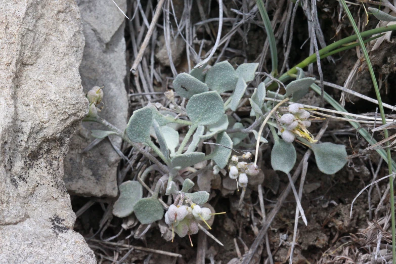 a plant in bloom on top of a rock