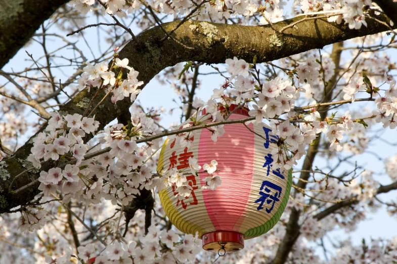 paper lanterns hanging from a tree with white flowers