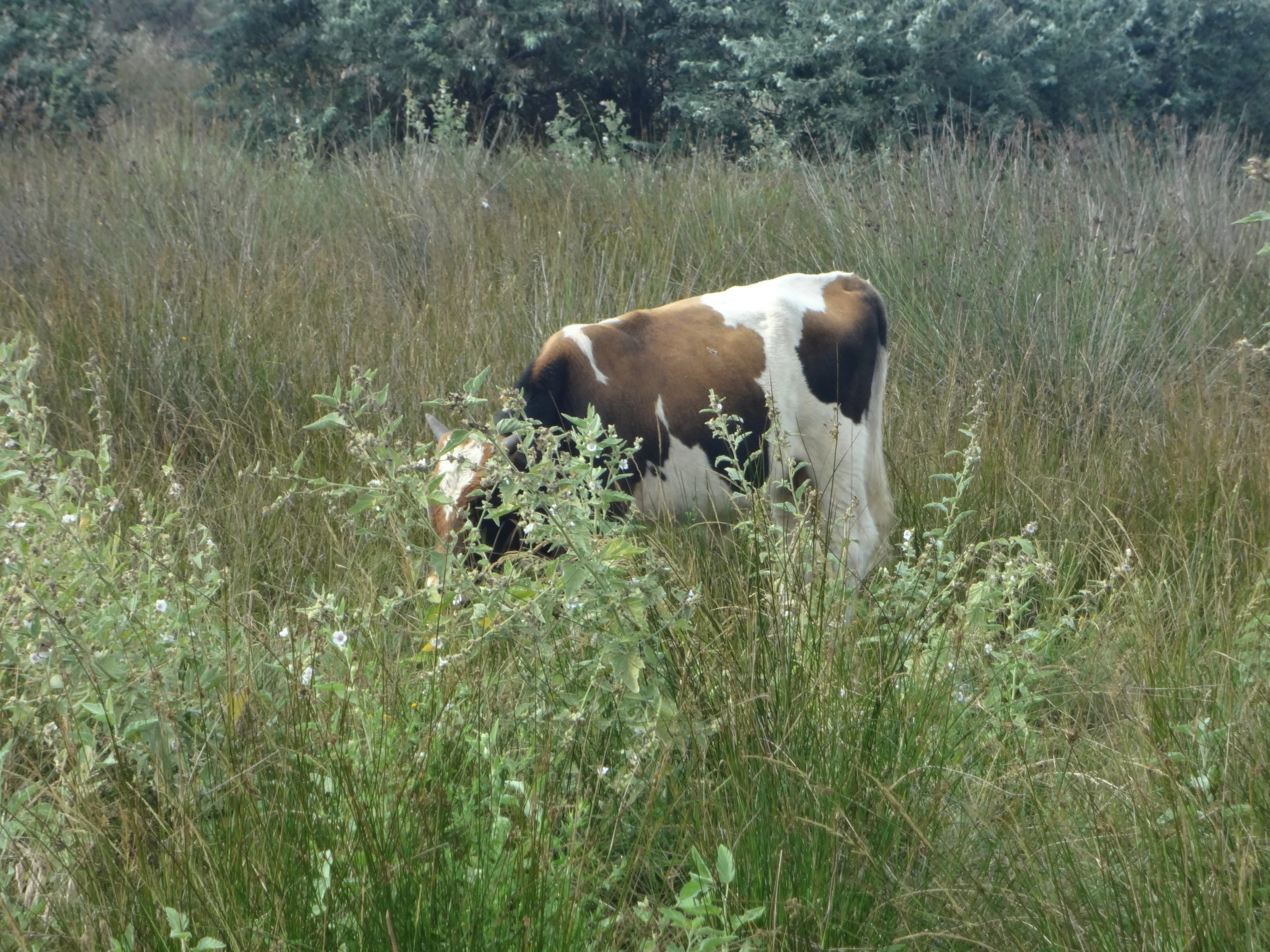 the cow is eating grass in the field