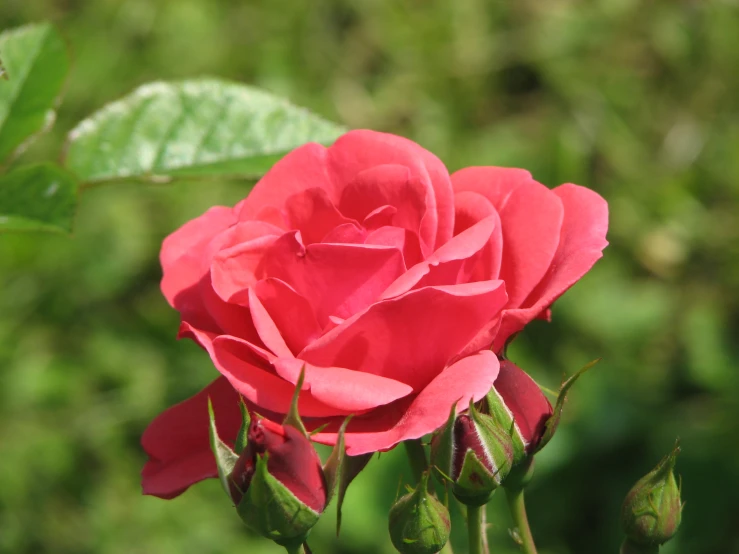 a rose blooming with green leaves on a sunny day