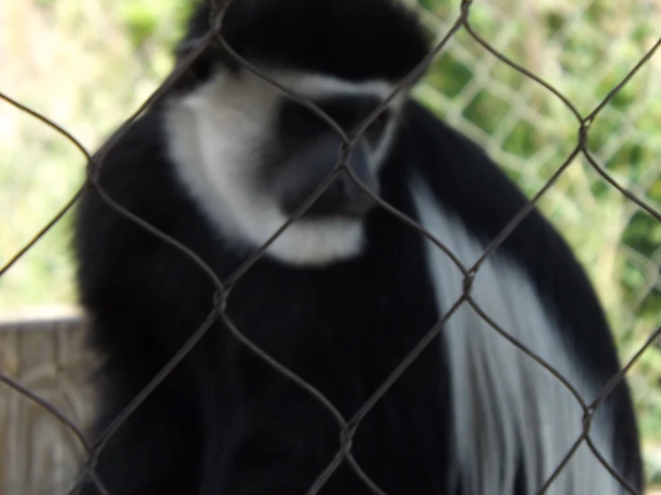 a large black and white monkey behind a chain link fence