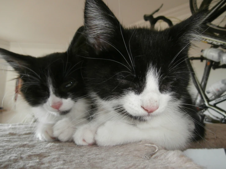 two cats laying down near each other on a bed