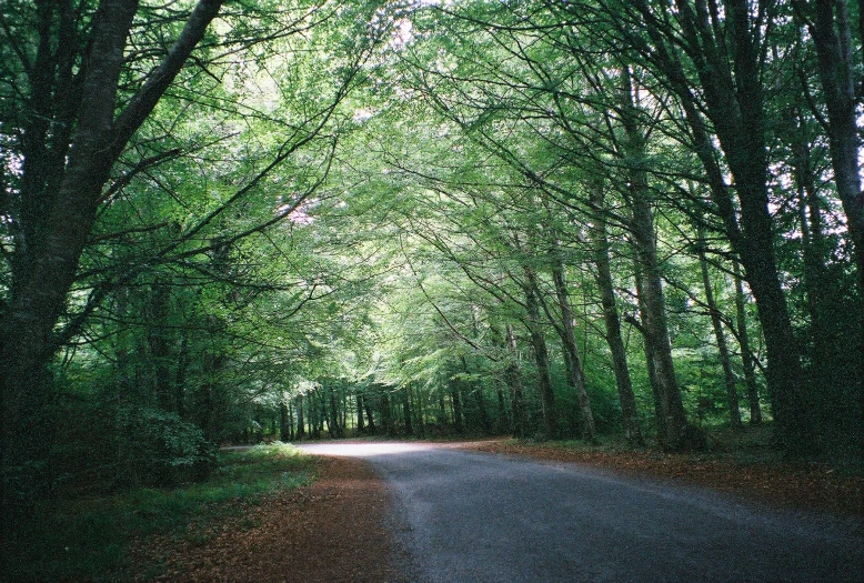 a forest lined with tall green trees,