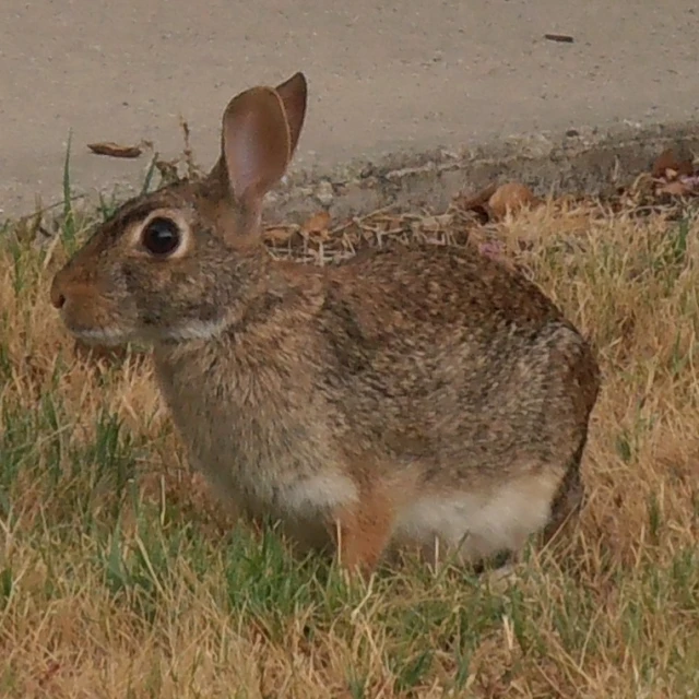 a small rabbit sits on the ground by some grass