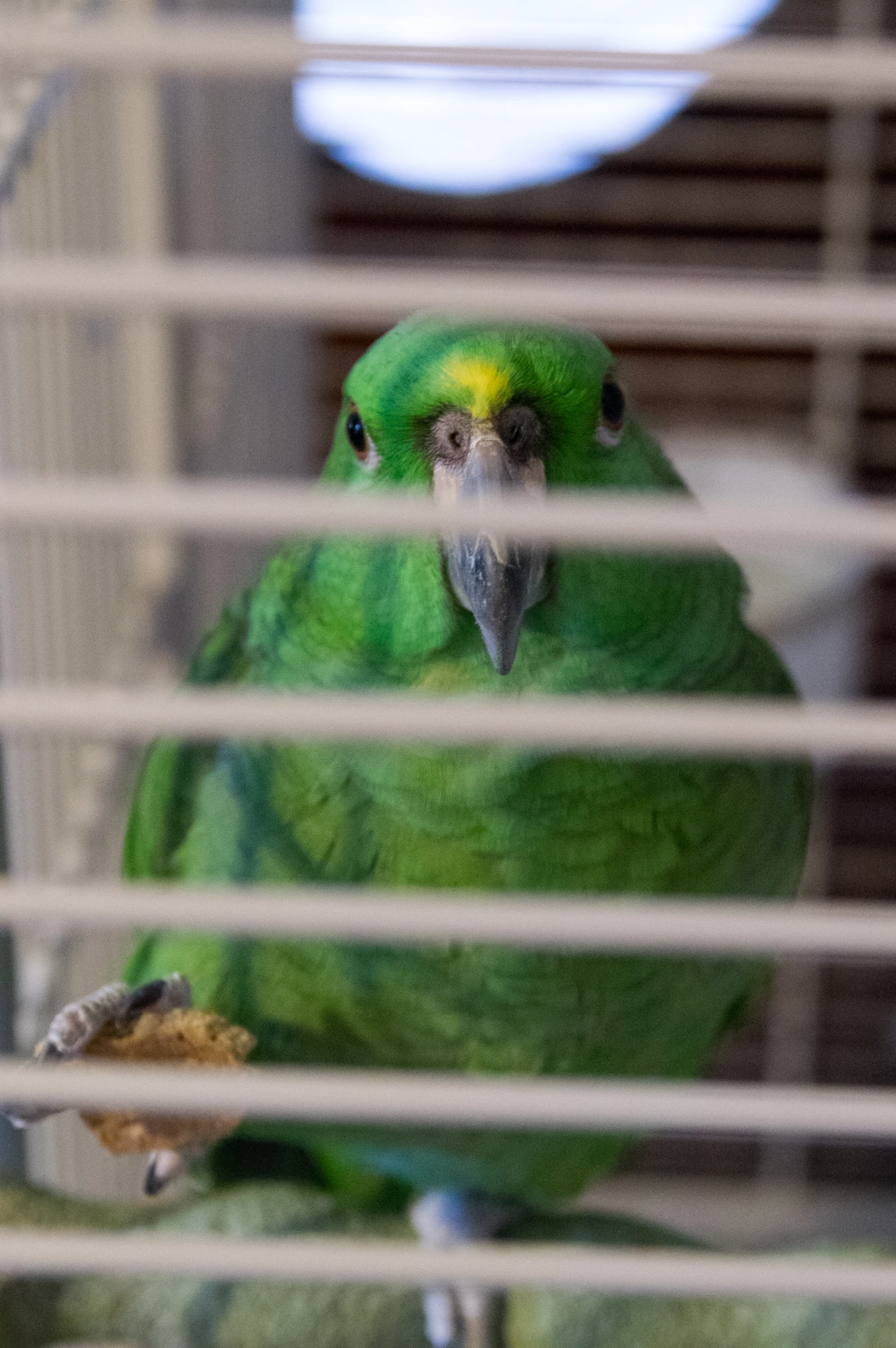 a green parrot sits in a cage with his eyes closed