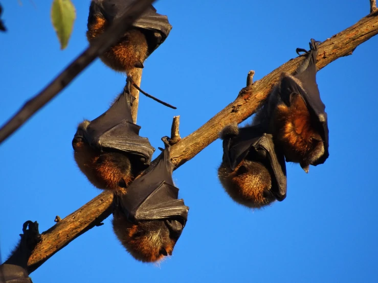 a cluster of flying foxes hanging upside down