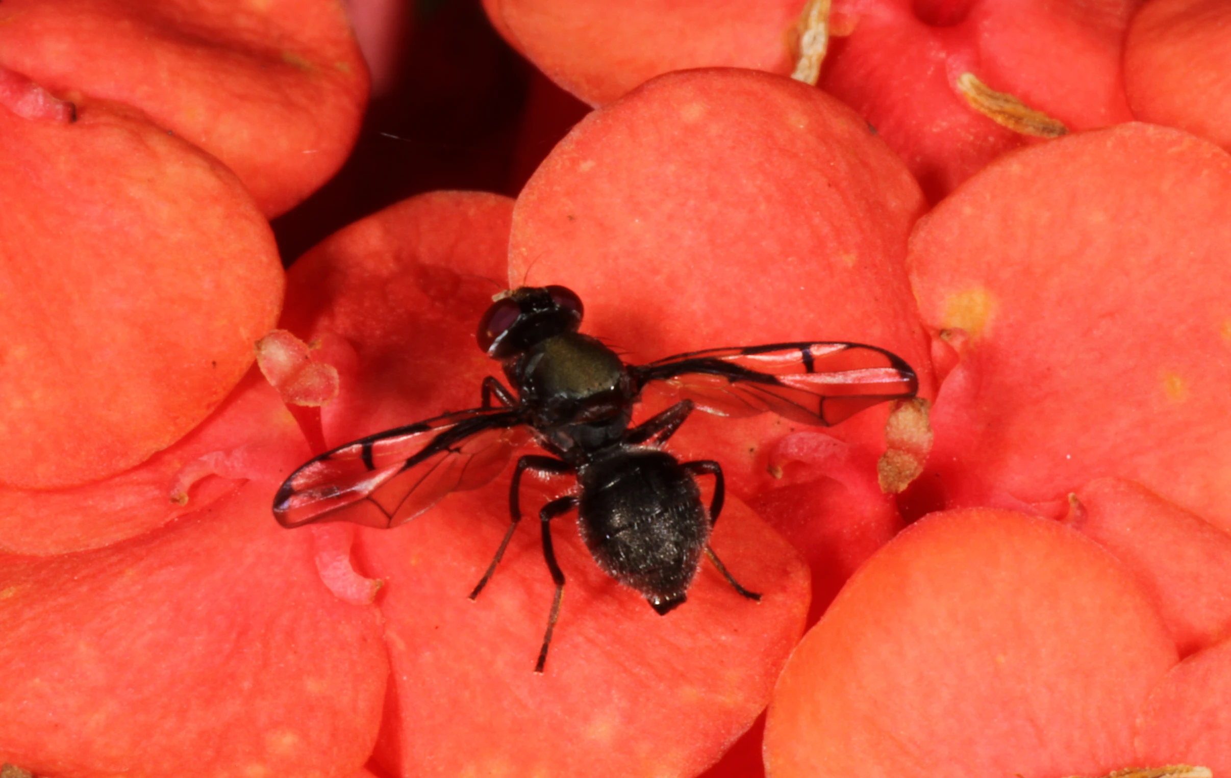 a bug that is standing on some oranges
