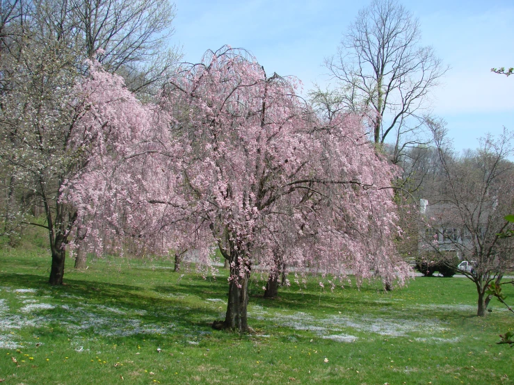 the flowers and trees are blooming in the park