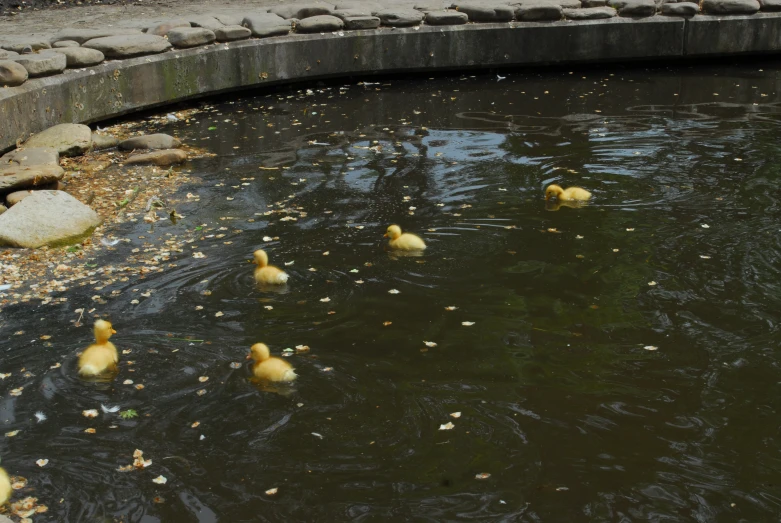 ducks swimming in the water by a bridge