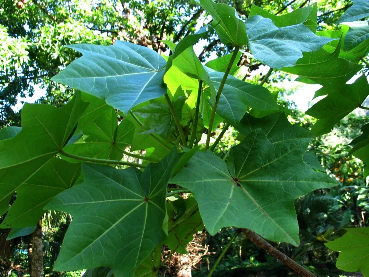 a group of leaves on a tree nch