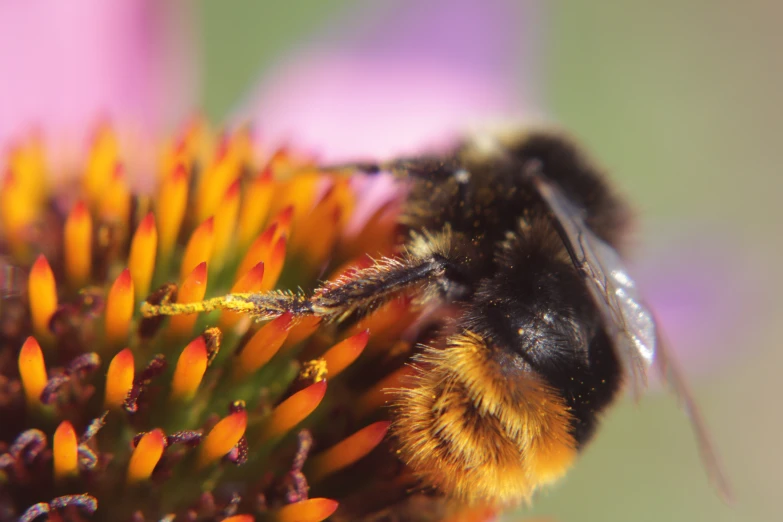 a large bee sitting on top of a flower