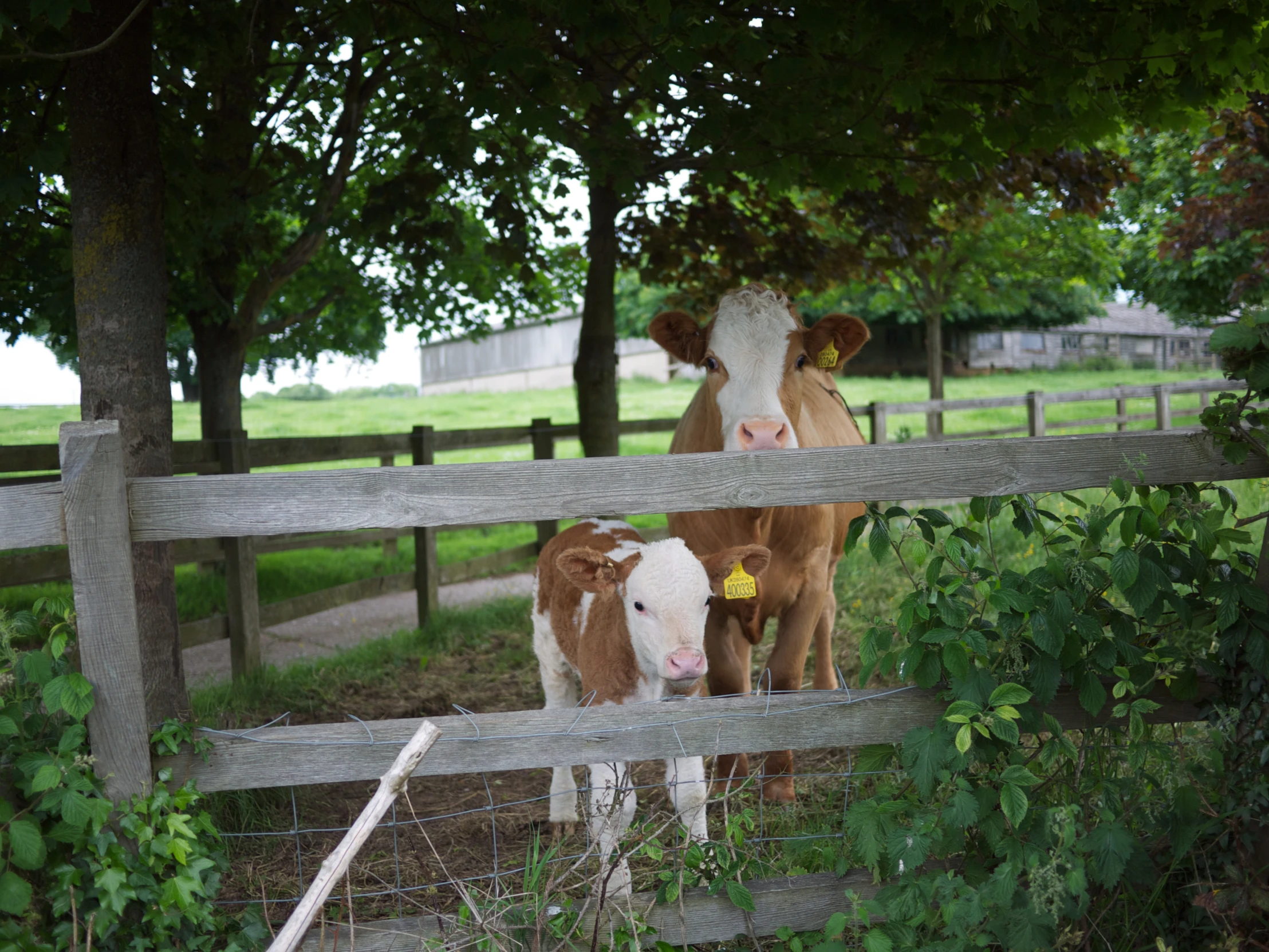 two cows standing behind a wooden fence on a farm