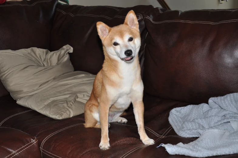 a dog sitting on top of a brown couch