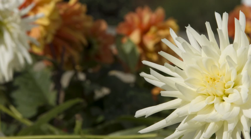 a white and yellow flower is in the foreground