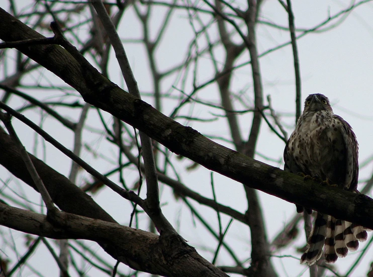 a bird that is perched on top of a tree nch