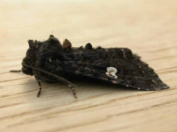 a brown and black insect resting on a wooden table