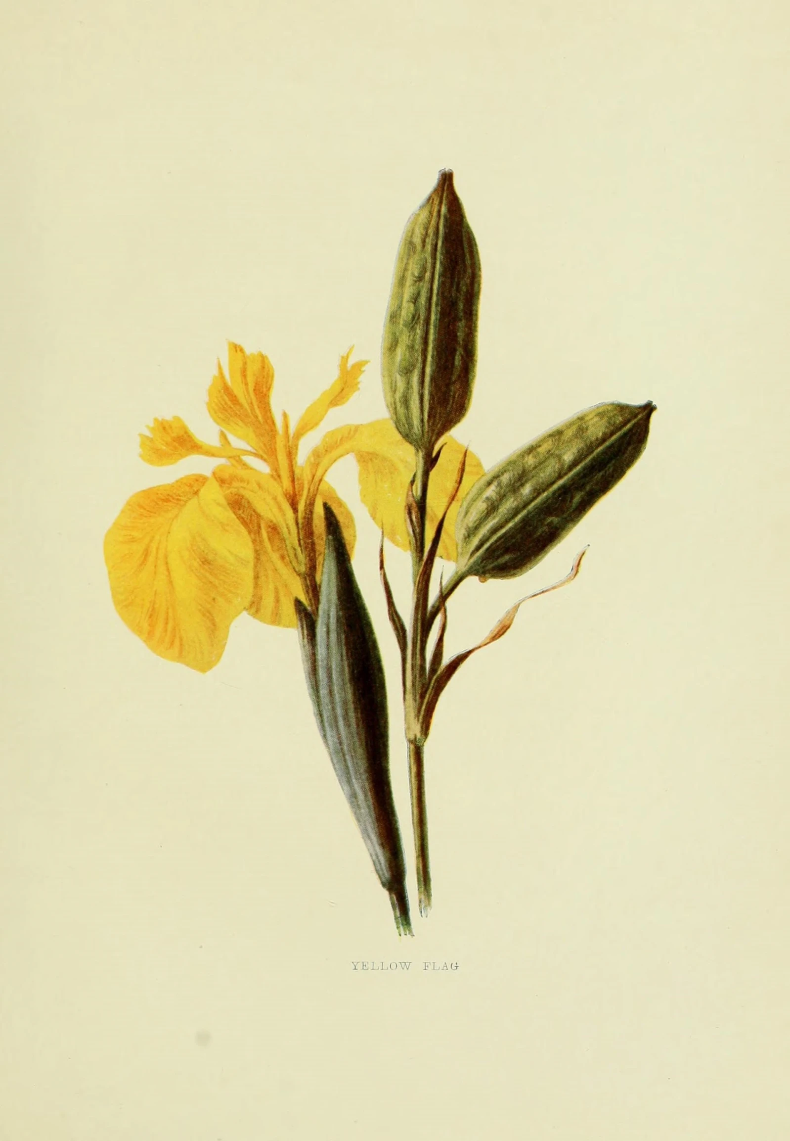 a botanical illustration of a yellow orchid