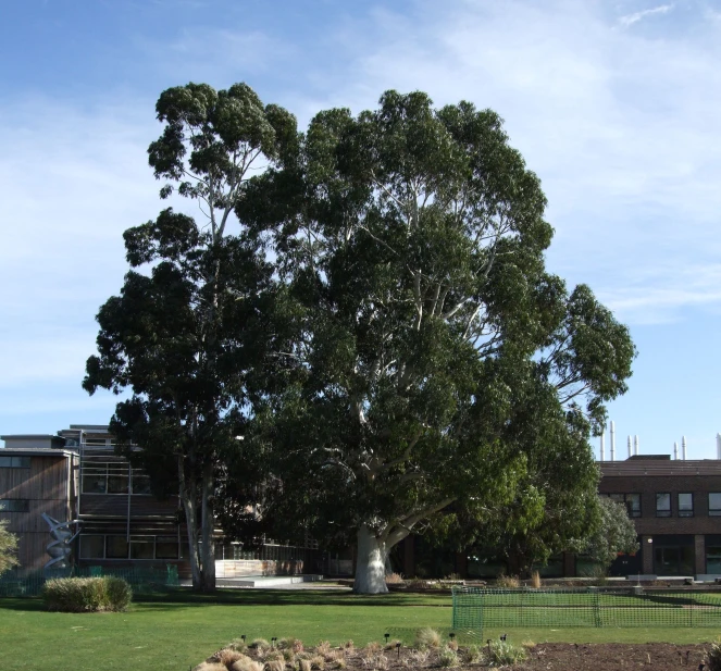 there is a large tree in the park