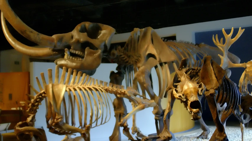 two dipongose and three other dinosaurs in museum exhibit