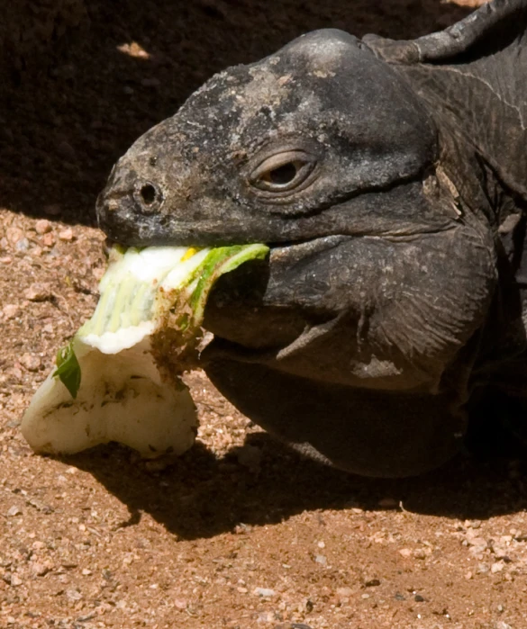 the large turtle is eating on the leafy lettuce