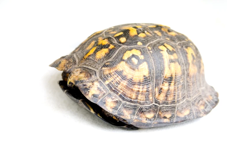 a close - up s of a turtle's shell on white background