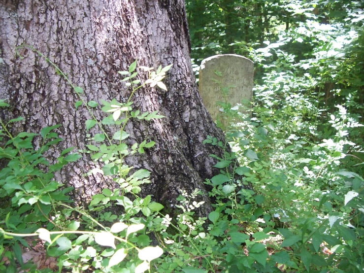 a large tree that has a very old tombstone in it