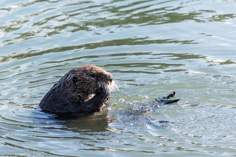 a beaver floating in some water with its face obscured by the beaver