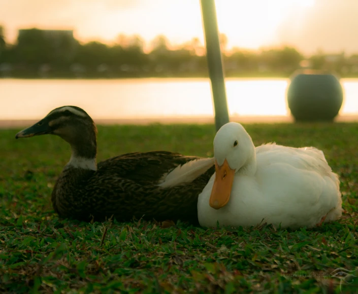 two ducks resting in the grass next to water