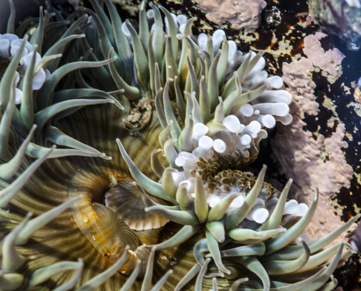 an up close image of a sea urchin