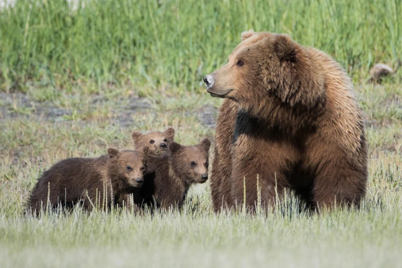 an adult bear is standing in the grass with her cubs