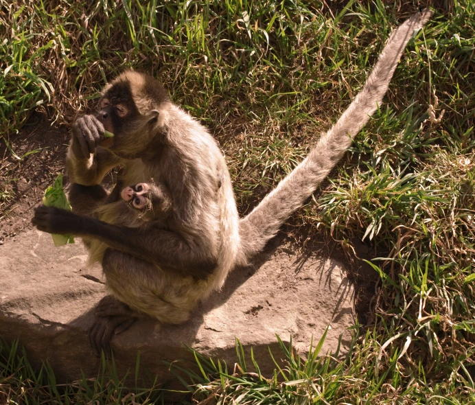 a monkey holding an infant monkey with its hands