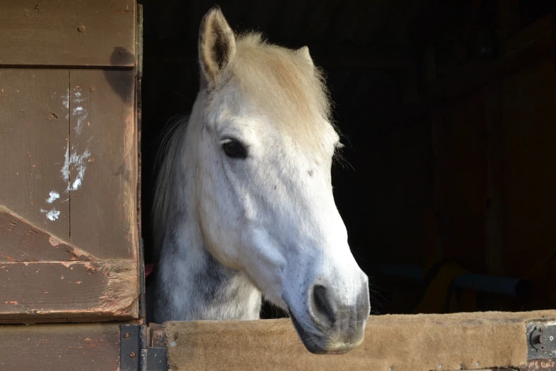 a horse sticking its head out a stable window
