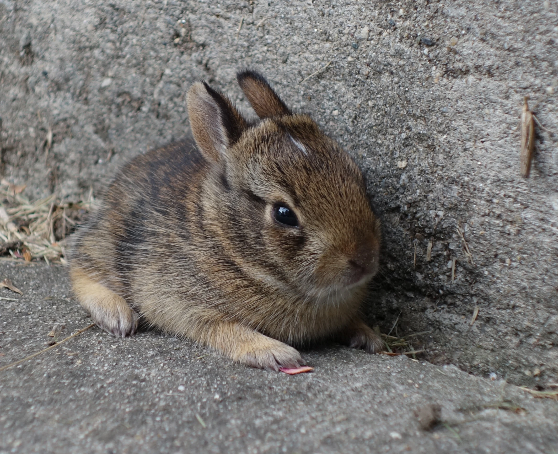 a small bunny looking around from behind a rock