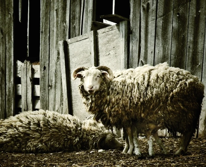 the two wooly sheep are standing outside of the barn