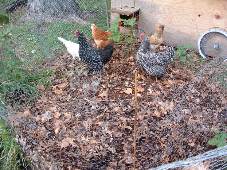 a chicken and some chickens in a pen