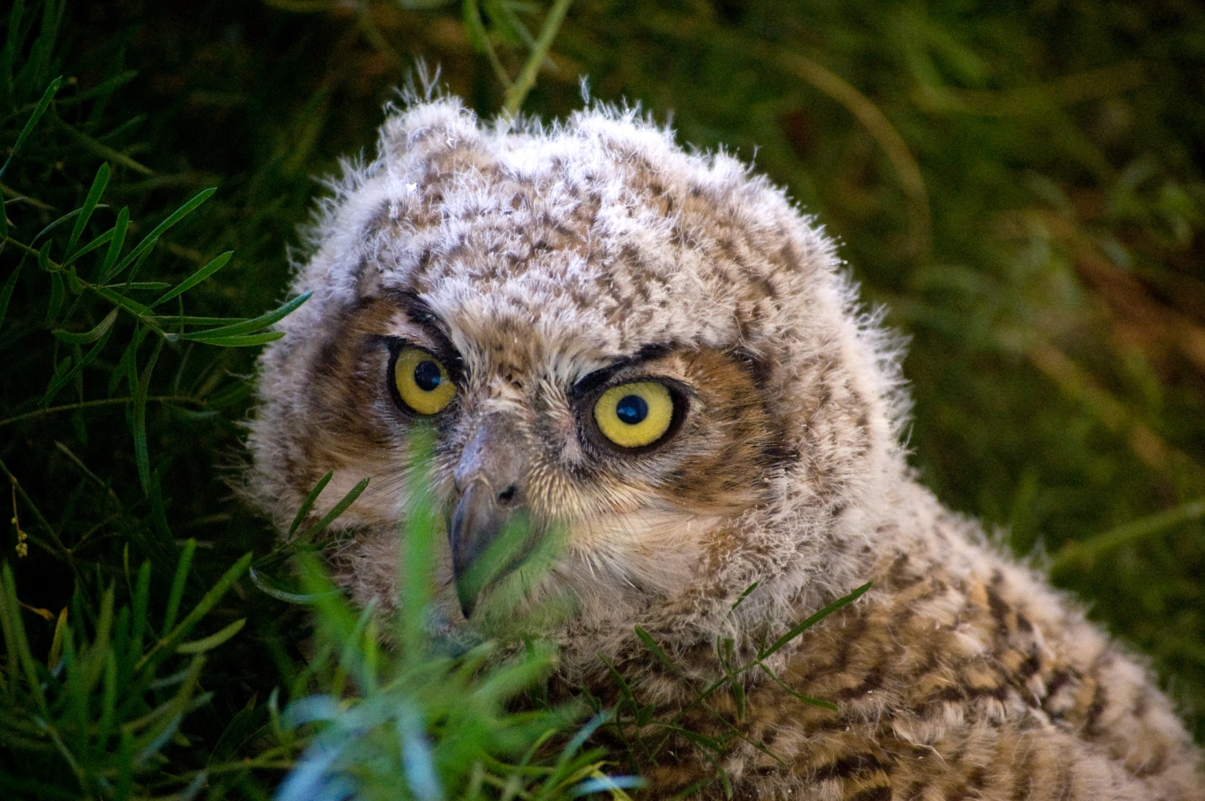 a brown and white owl is staring directly at the camera