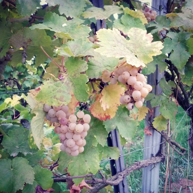 g cluster in the autumn, hanging from a vine