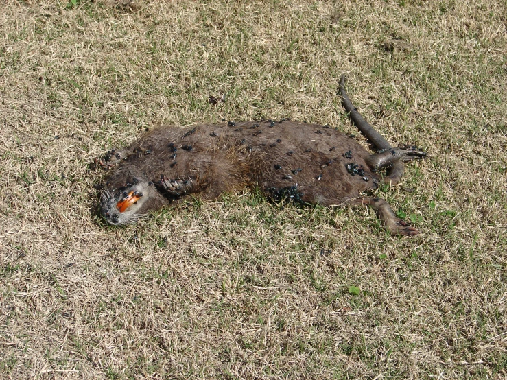 a dead animal lying in the grass