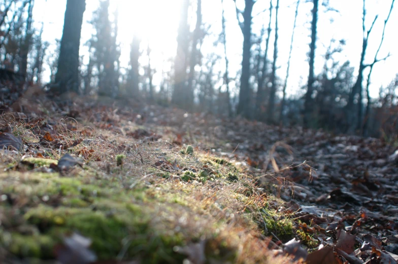 sun shines through the trees, leaves, and grass