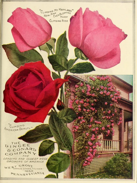 a vintage postcard featuring pink roses and red roses on a porch