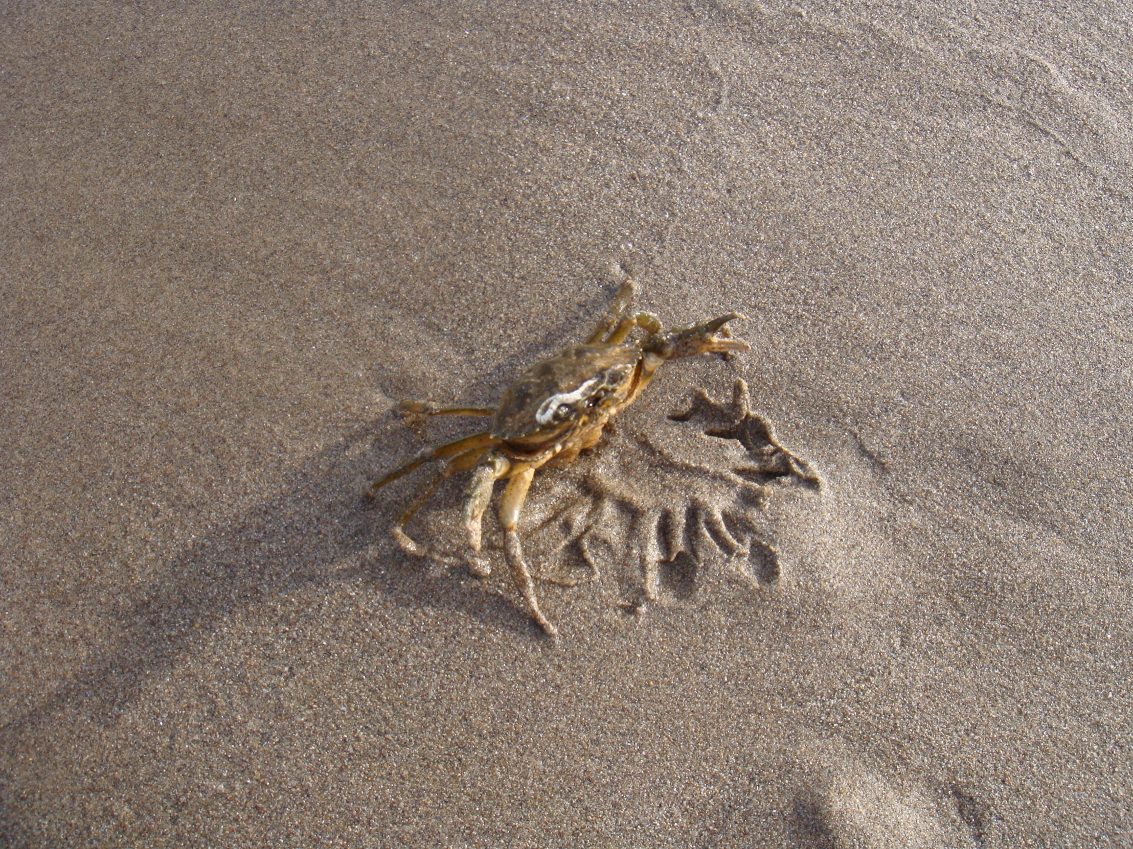 a crab crawls under the sand to get to the water