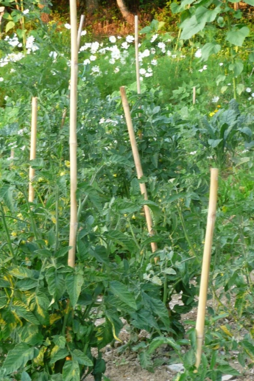 a field full of tall planters with leaves